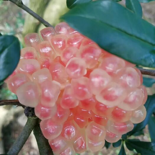 蒙自市 云南蒙自石榴