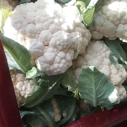 西安白花菜花 紧密 陕西省西安市阎良区 2~3斤