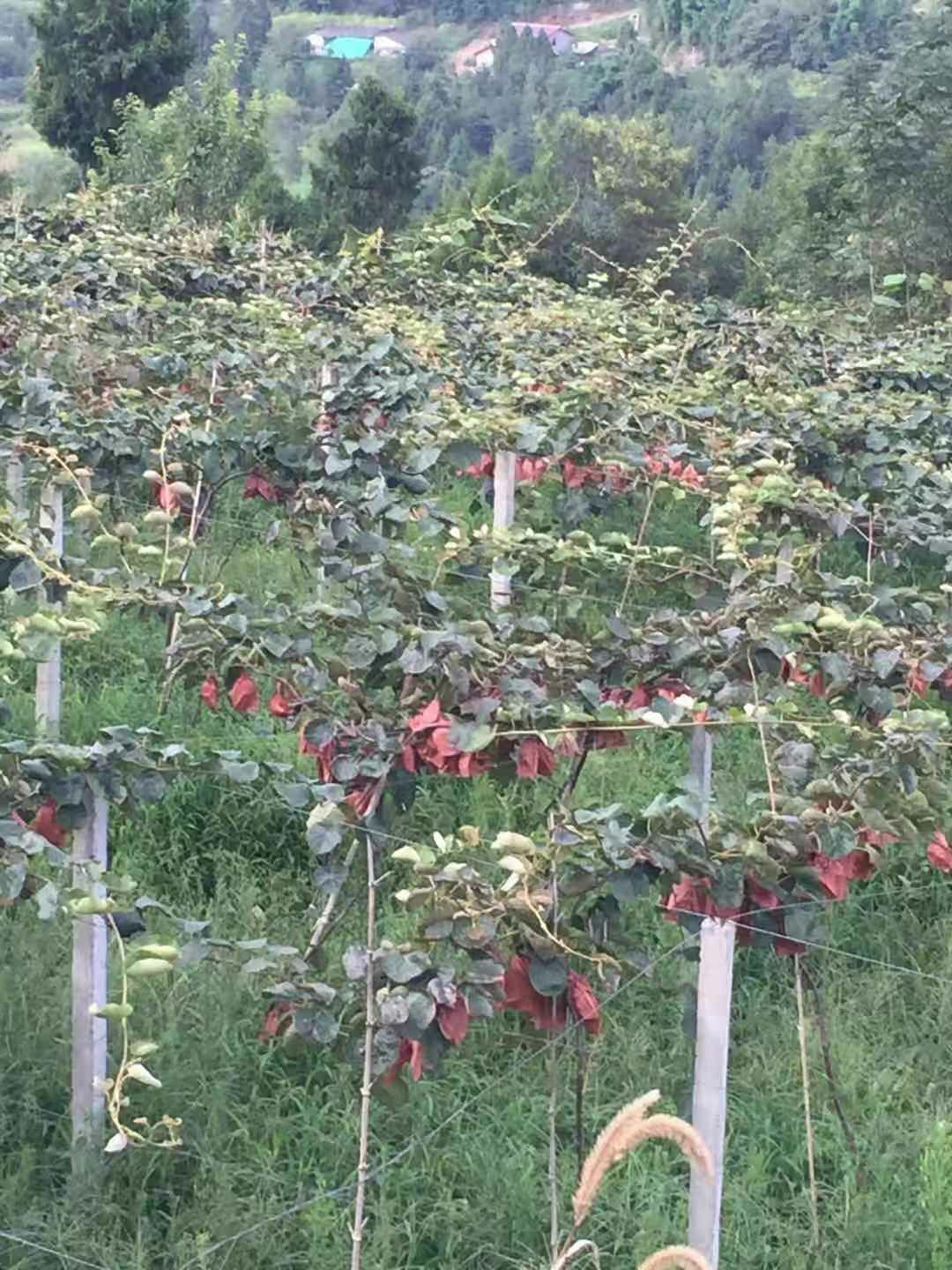 软枣猕猴桃苗 起源地正宗苍溪红心猕猴桃嫁接苗