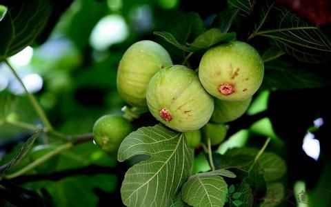 红心无花果苗 现带果发货可盆栽