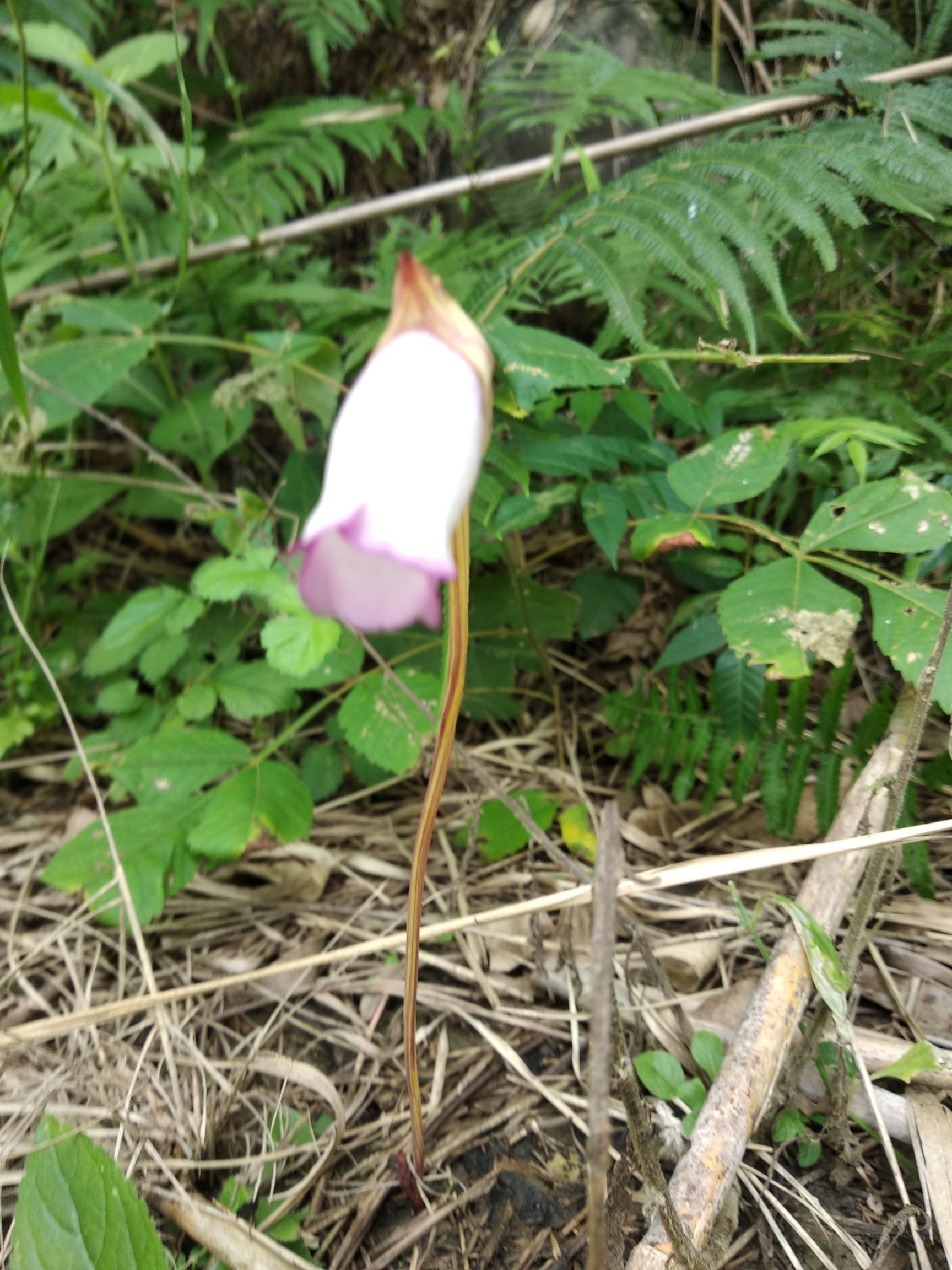  菰