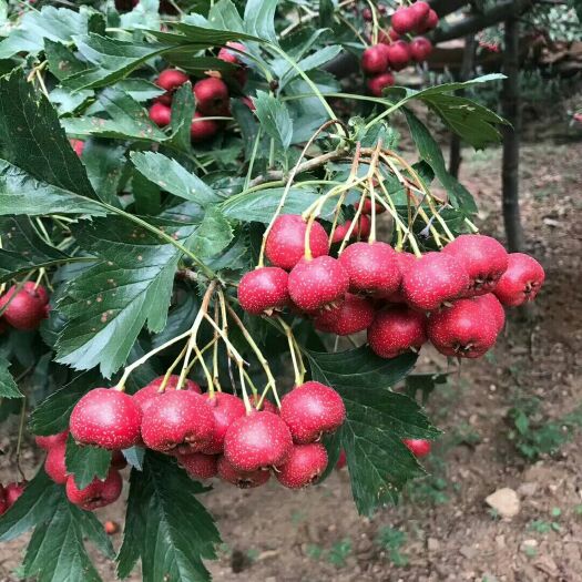 新泰市南流泉甜红子山楂甜山楂山里红自家果园种植原产地直发