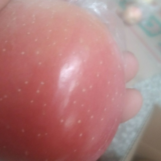 大量供应山西运城万荣临猗，黄土高坡红富士苹果
