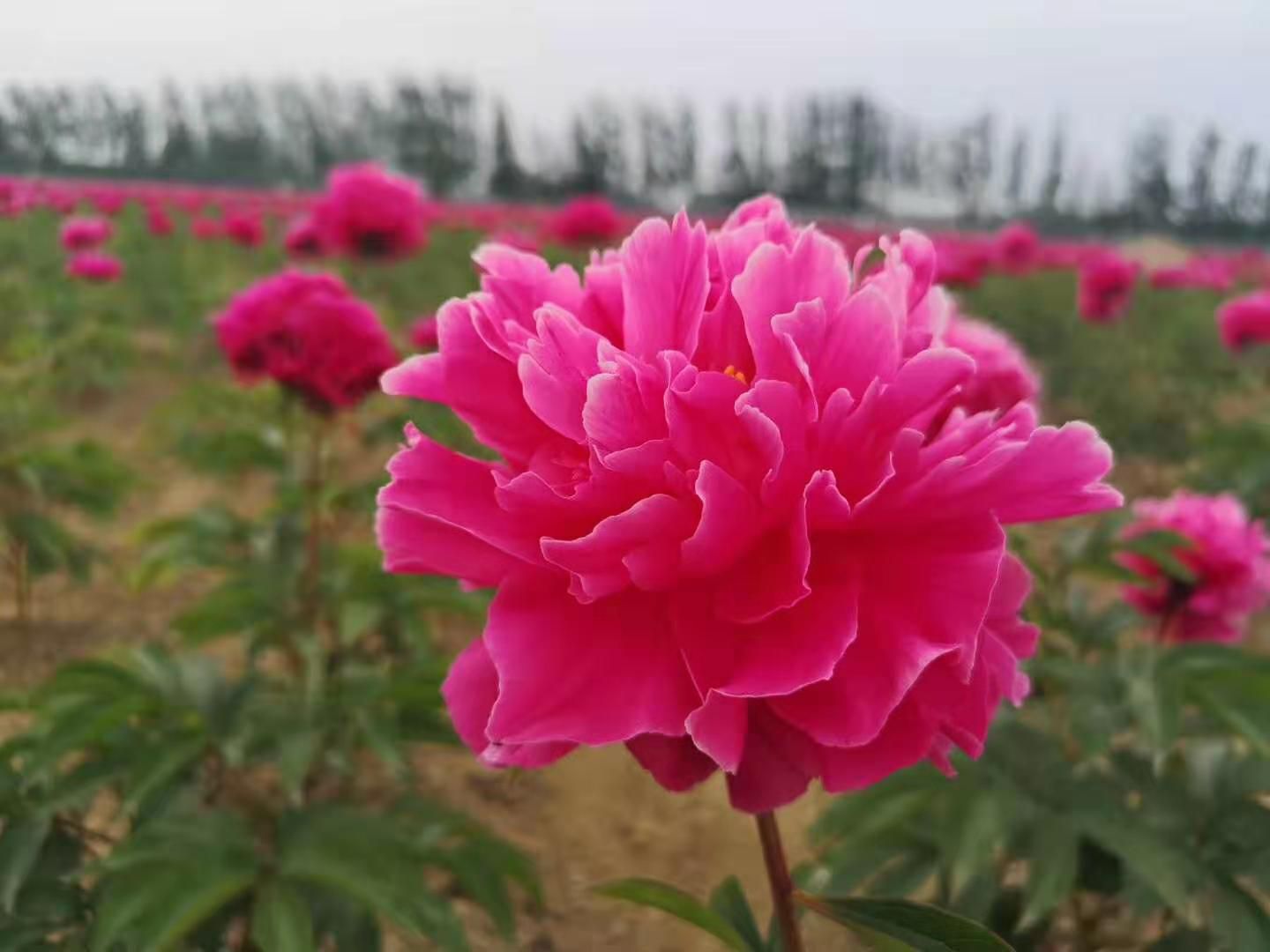 占地芍药  【爆款推荐】芍药，精品观赏芍药，多层花，保成活，保证质量