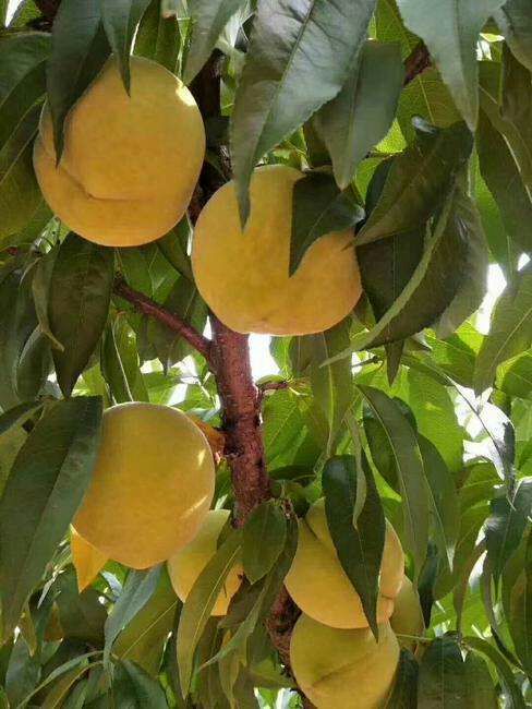  黄金蜜四号桃树苗嫁接锦绣黄桃黄金蜜一号品种齐全