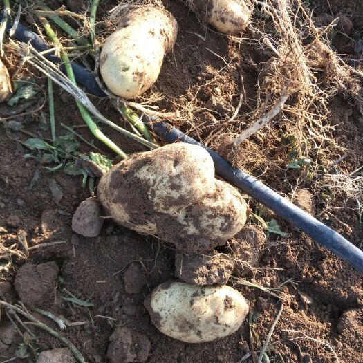康保县 大量供应土豆云2新鲜出土新鲜蔬菜