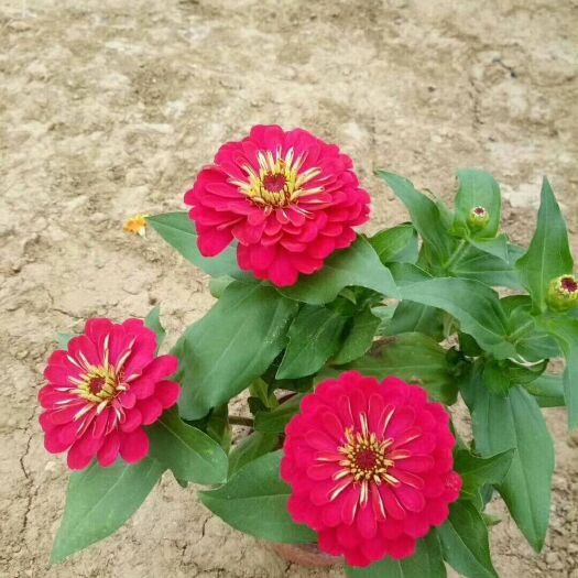 潍坊草花 宿根
