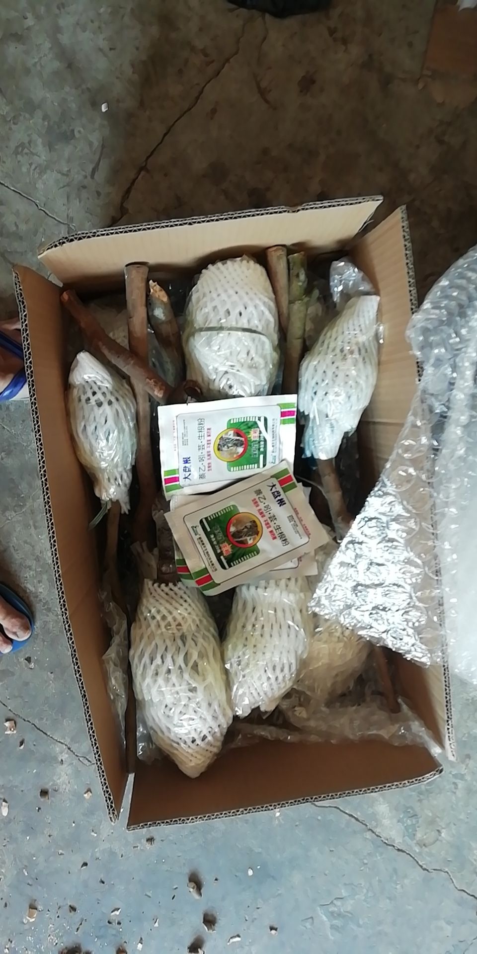 仙进奉荔枝苗  增城基岗正宗仙进奉高压苗