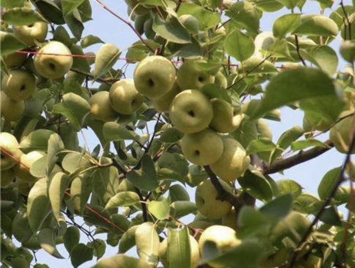  辽宁朝阳锦丰梨