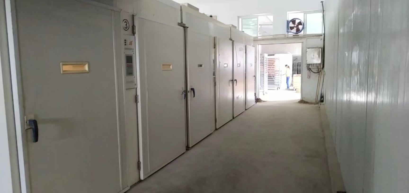 九斤黄鸡苗 保证质量，诚信经营