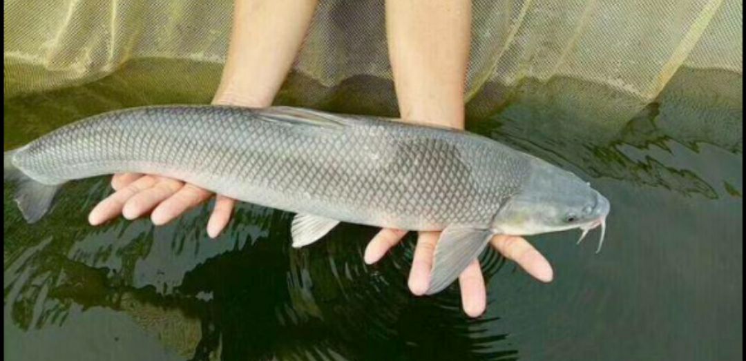 淡水银鳕鱼 银鳕鱼 大鲮鲃鱼塘垂钓 保证成活率