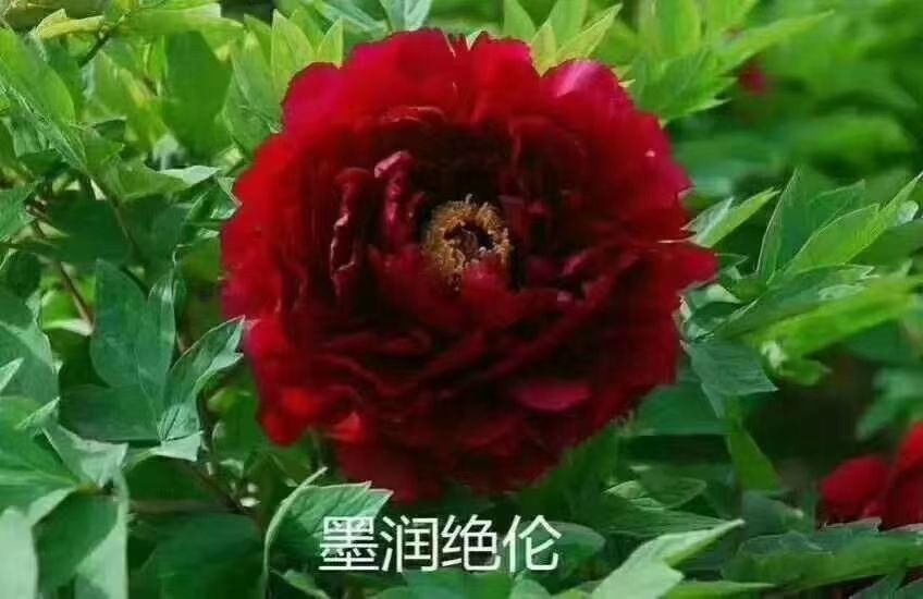  观赏牡丹，观赏芍药基地