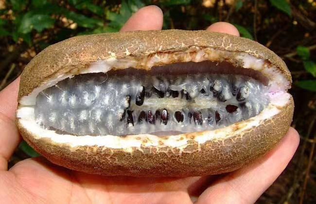  八月瓜野生新鲜水果5斤装湖南全国包邮又称野生香蕉