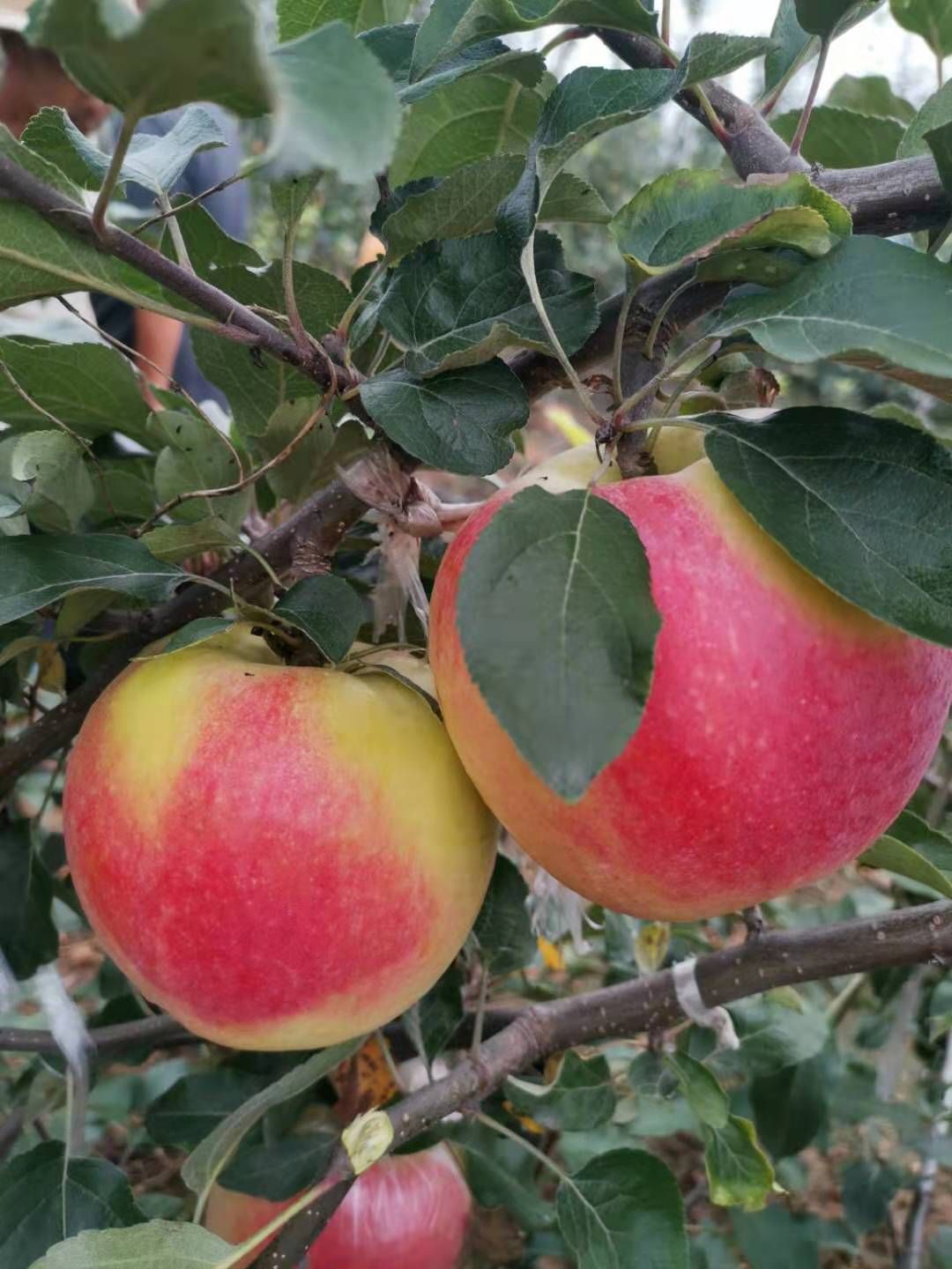 爱非苹果苗  矮化砧木，早熟新鲁立，维纳斯黄金，美国蜜脆，品