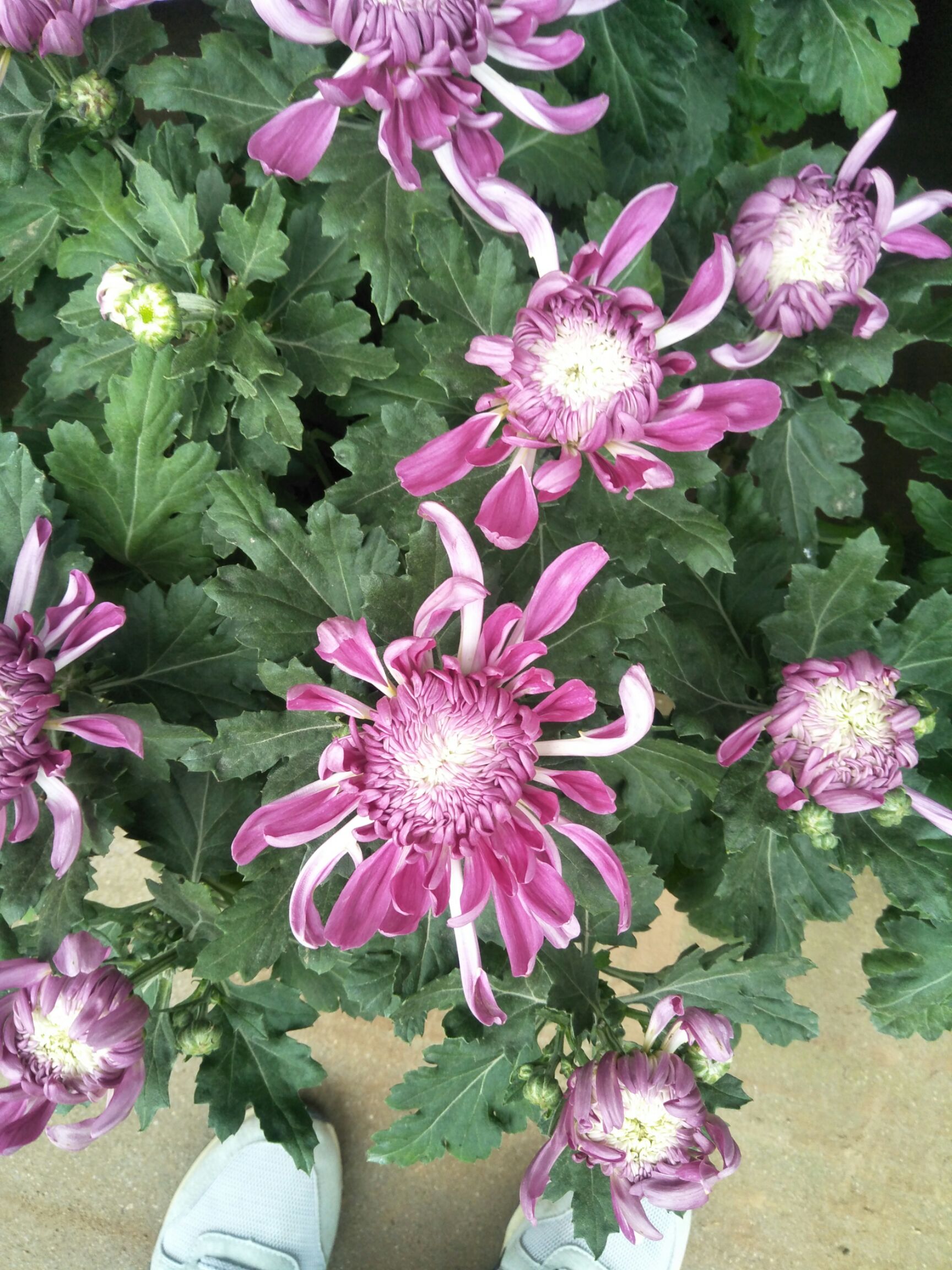 金丝皇菊苗 各种规格的菊花