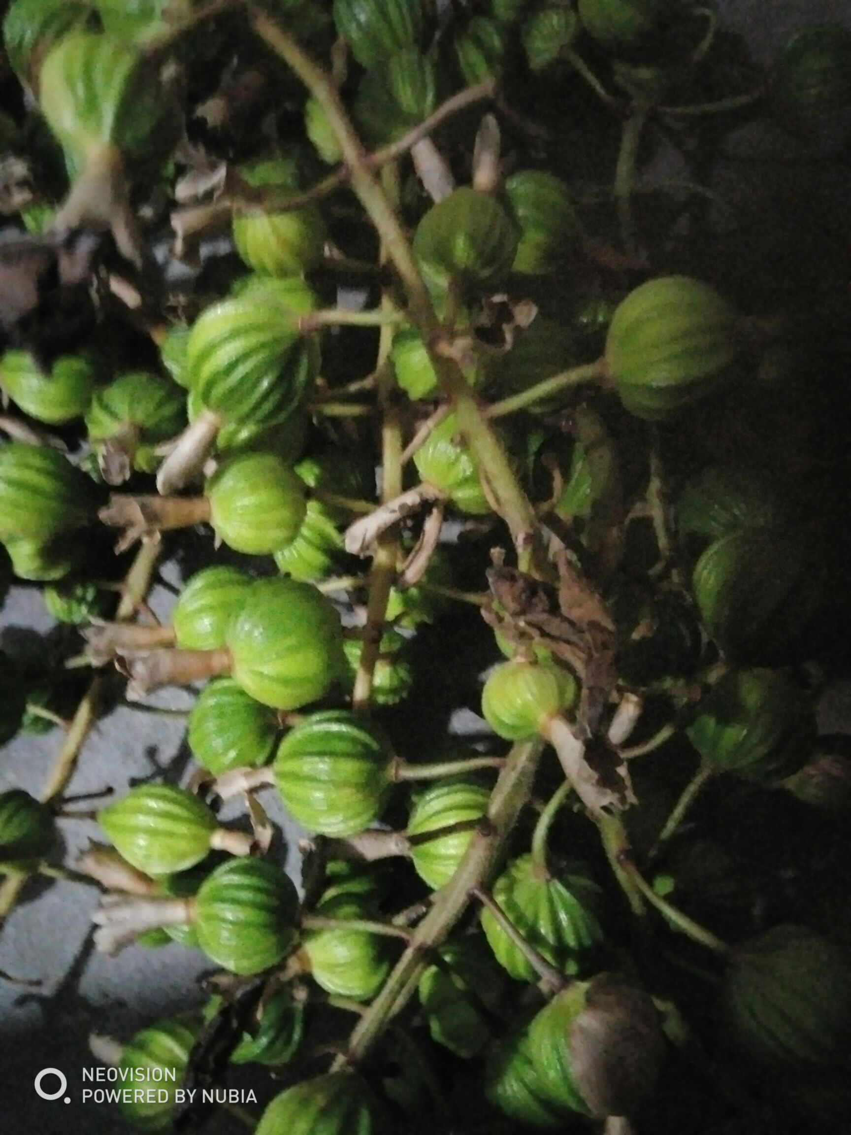  野生香砂仁干货