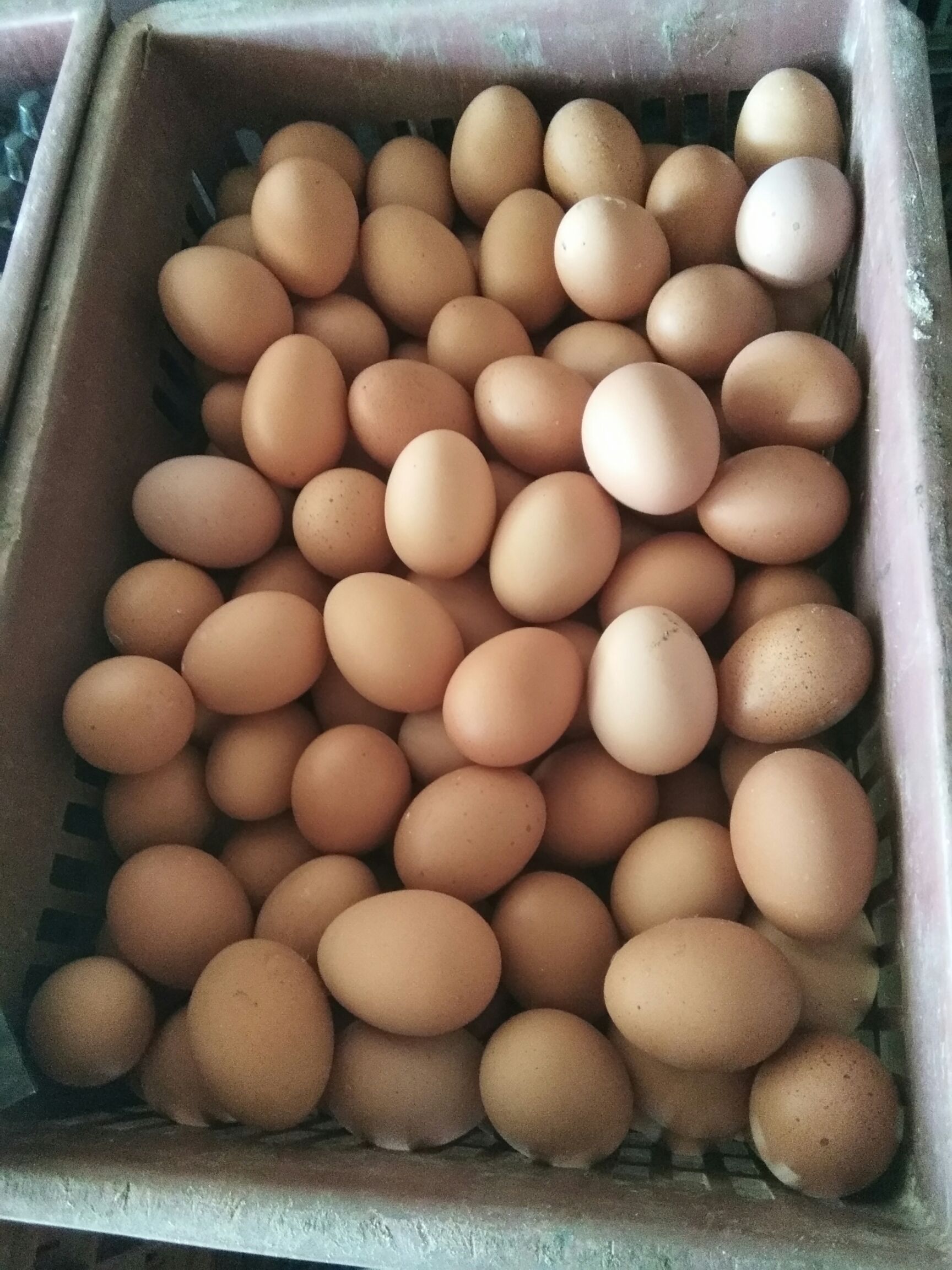  本鸡舍长期供应洋鸡蛋
