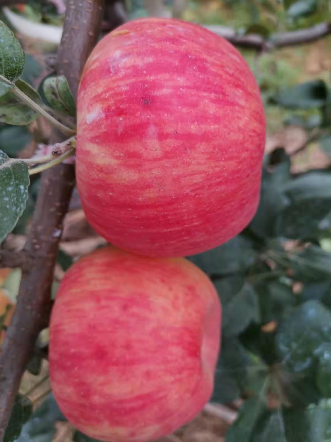 爱非苹果苗  矮化砧木，早熟新鲁立，维纳斯黄金，美国蜜脆，品