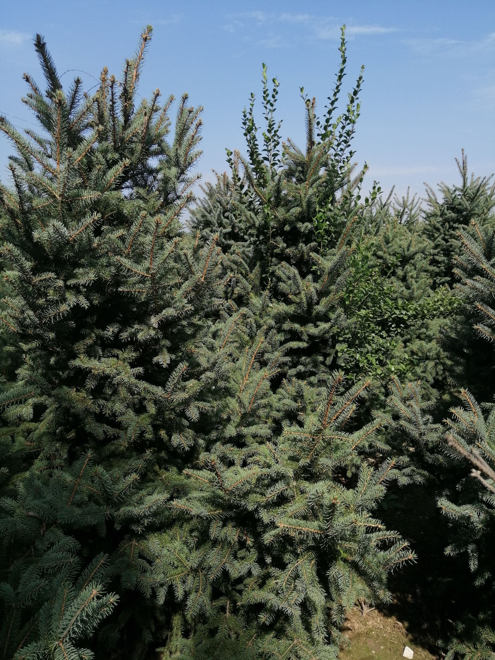 云杉基地大量现货树型美质量好成长旺盛无病虫害欢迎