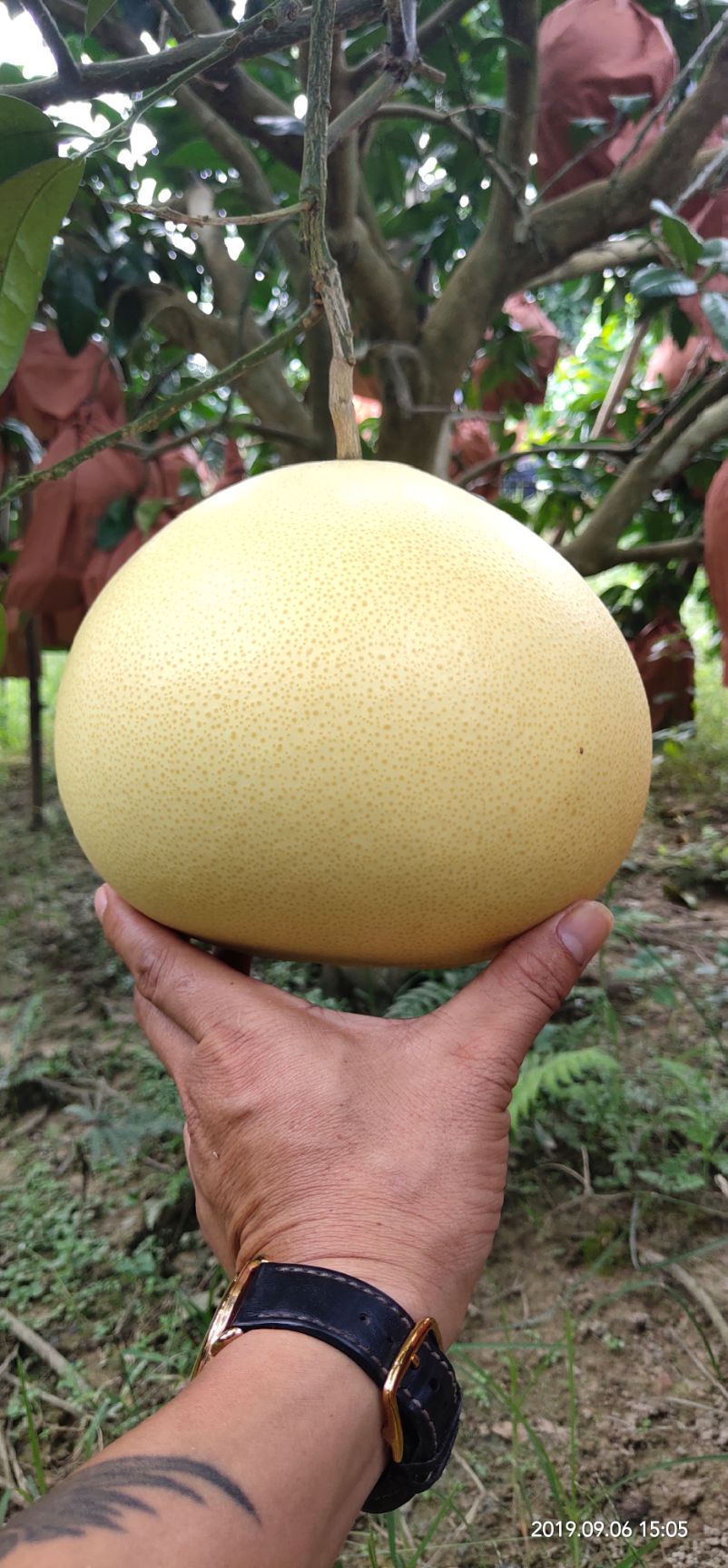 黄金柚 黄金蜜柚