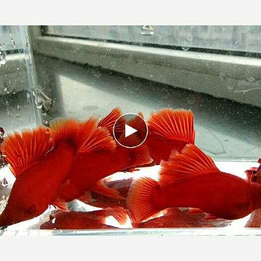 哈尔滨孔雀鱼 高旗红箭，高旗白色玛丽
