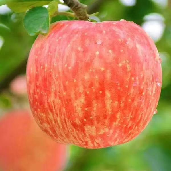  红富士苹果亿万人民的口福