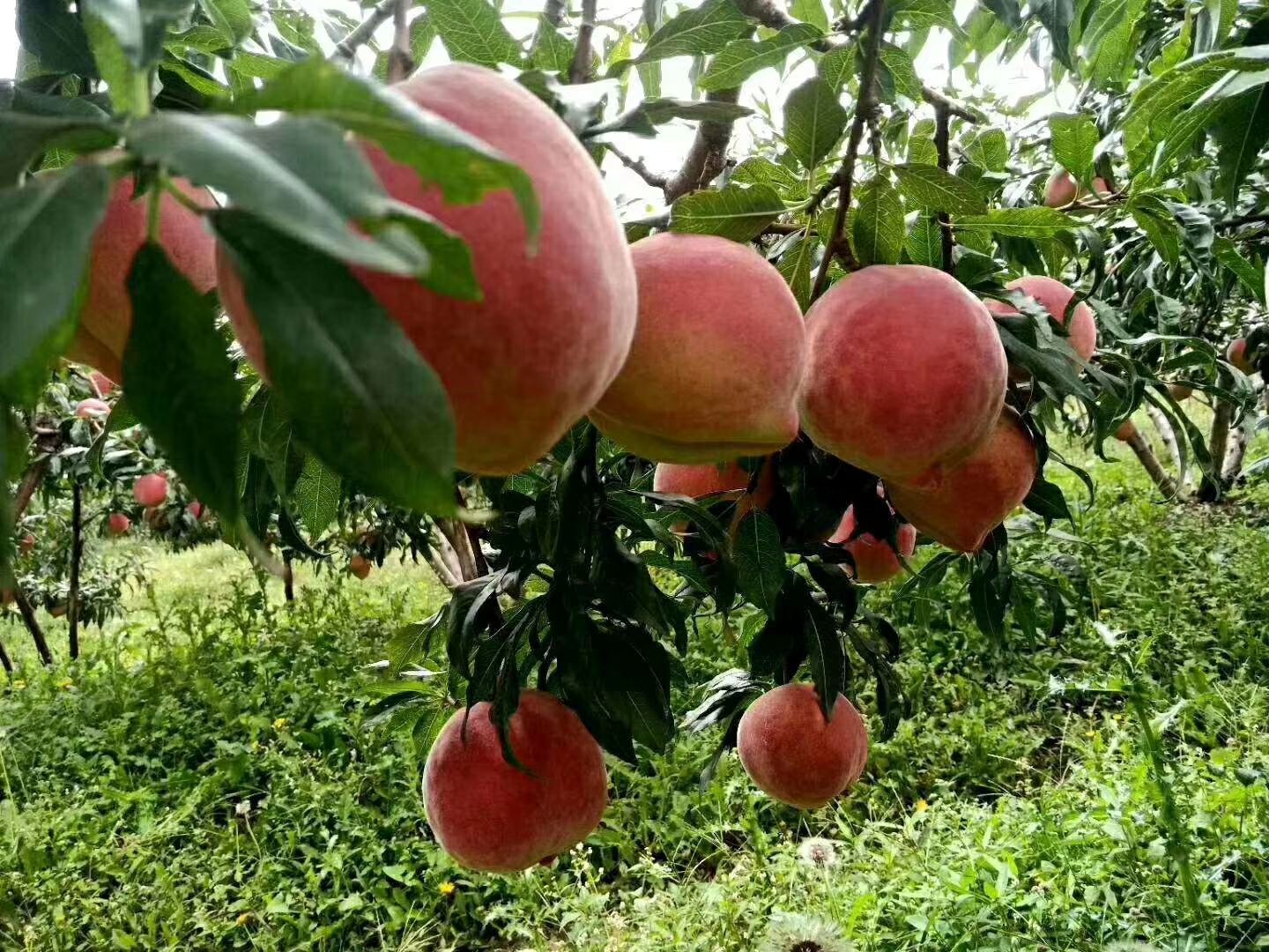 巨蟠 丽江雪桃，**贡品，甜脆大，水分充足
