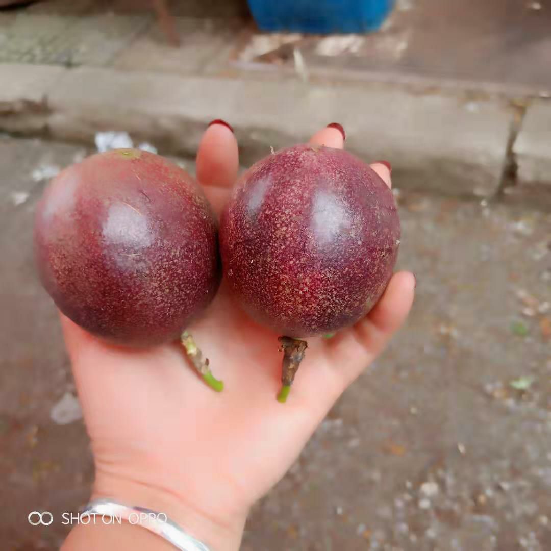 紫香一号百香果 国家扶贫产业！绿色食品