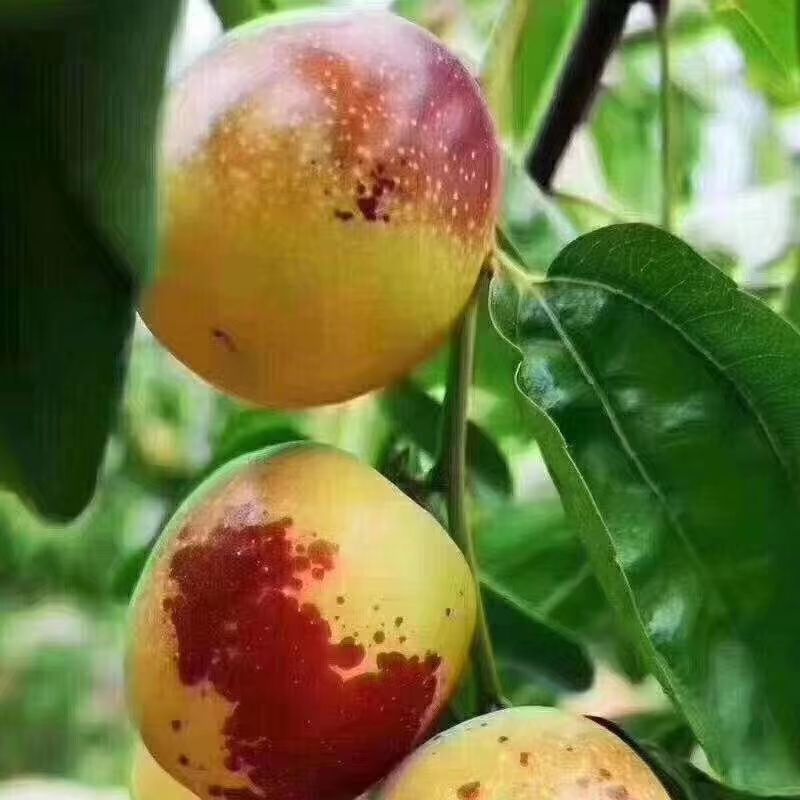 新疆冬枣，口感好，甜度高，同比质量价格低