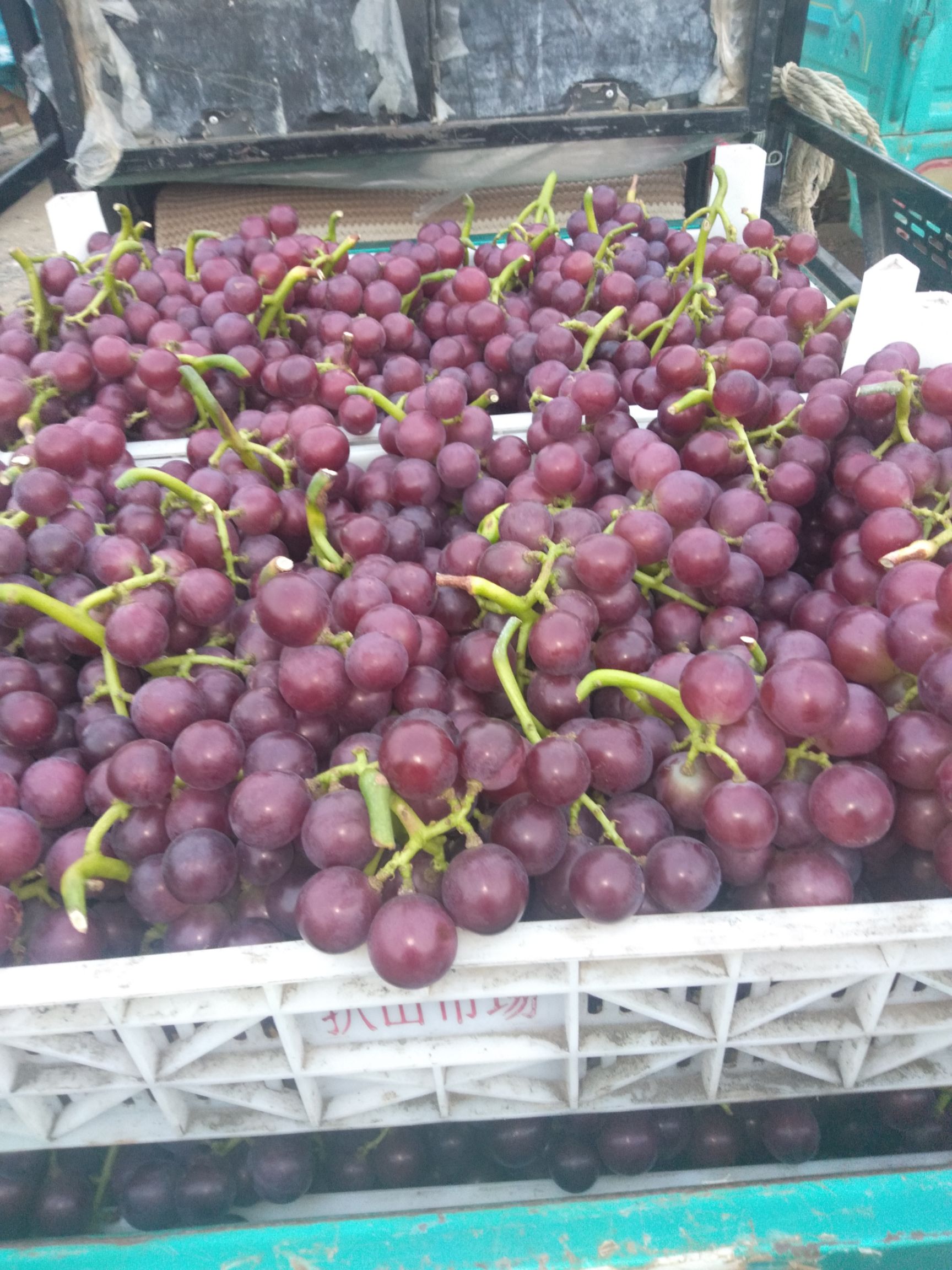  巨峰葡萄大量出库