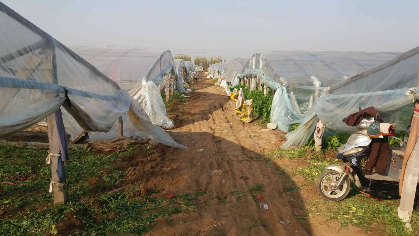  章丘鲍芹，合作社种植，酒店商超专用