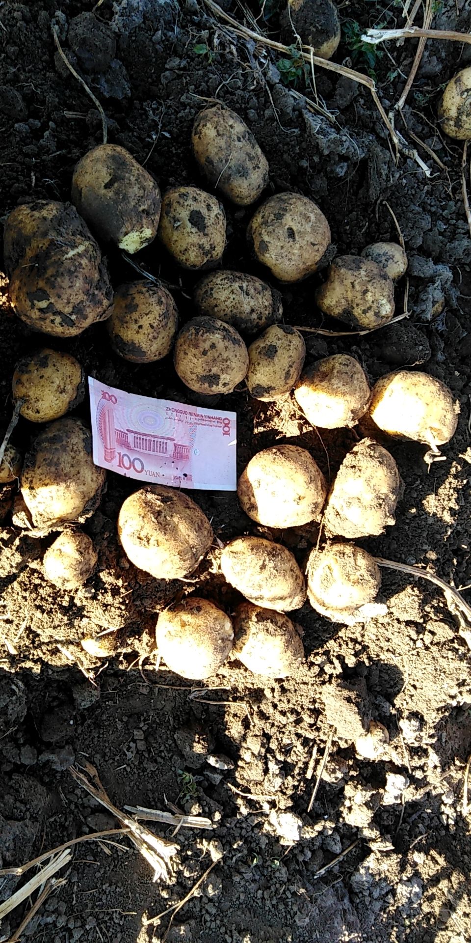  土豆，黄心土豆