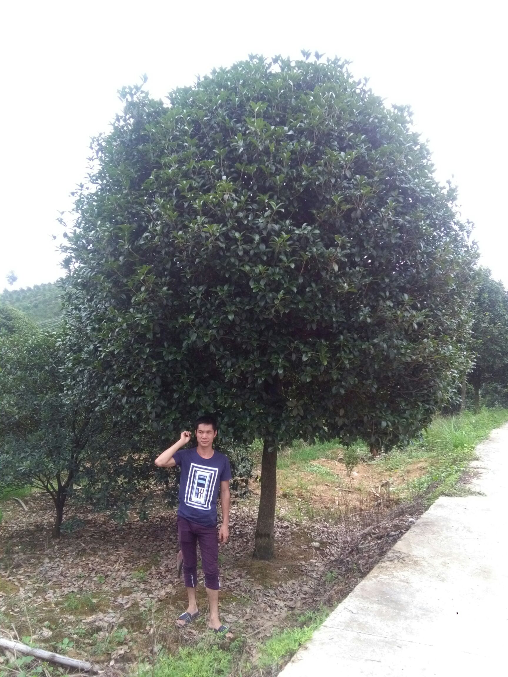  广西桂林精品桂花树，金桂，丹桂