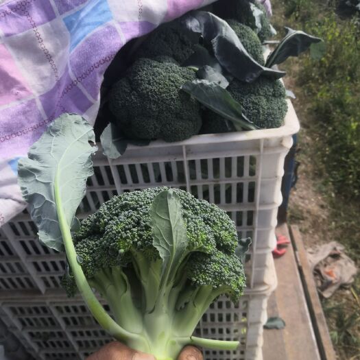 张北县 精品西兰花大量上市