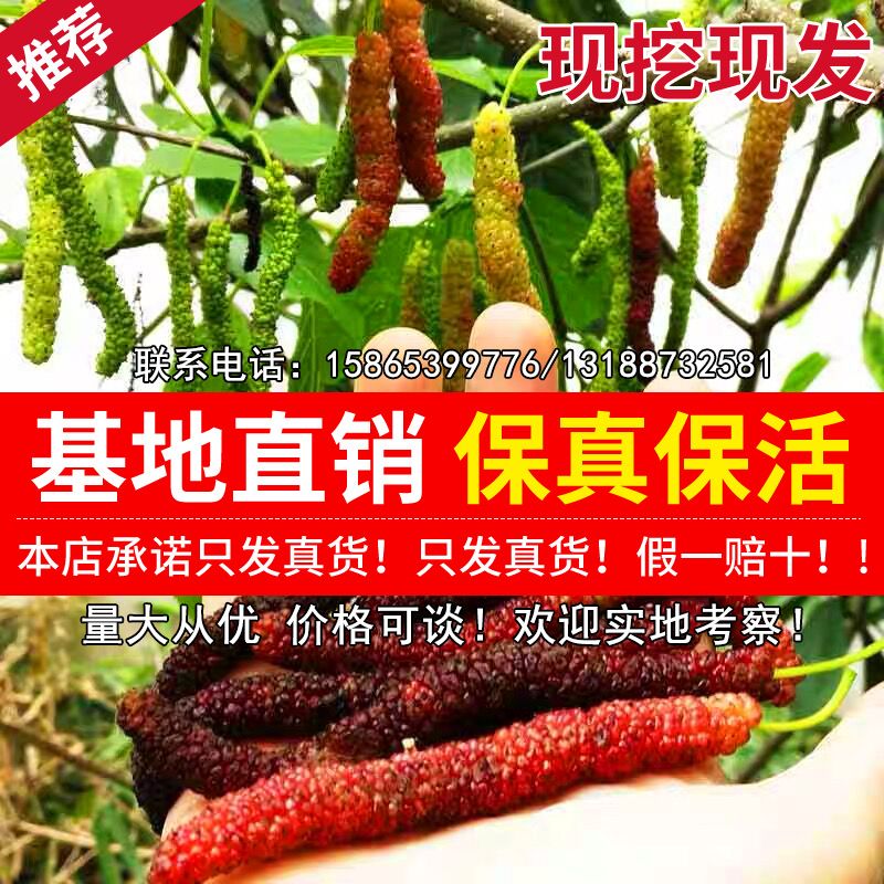  桑葚长果桑苗，包质量，包品种，包存活率 死亡苗补发