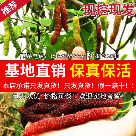 平邑县 桑葚长果桑苗，包质量，包品种，包存活率 死亡苗补发