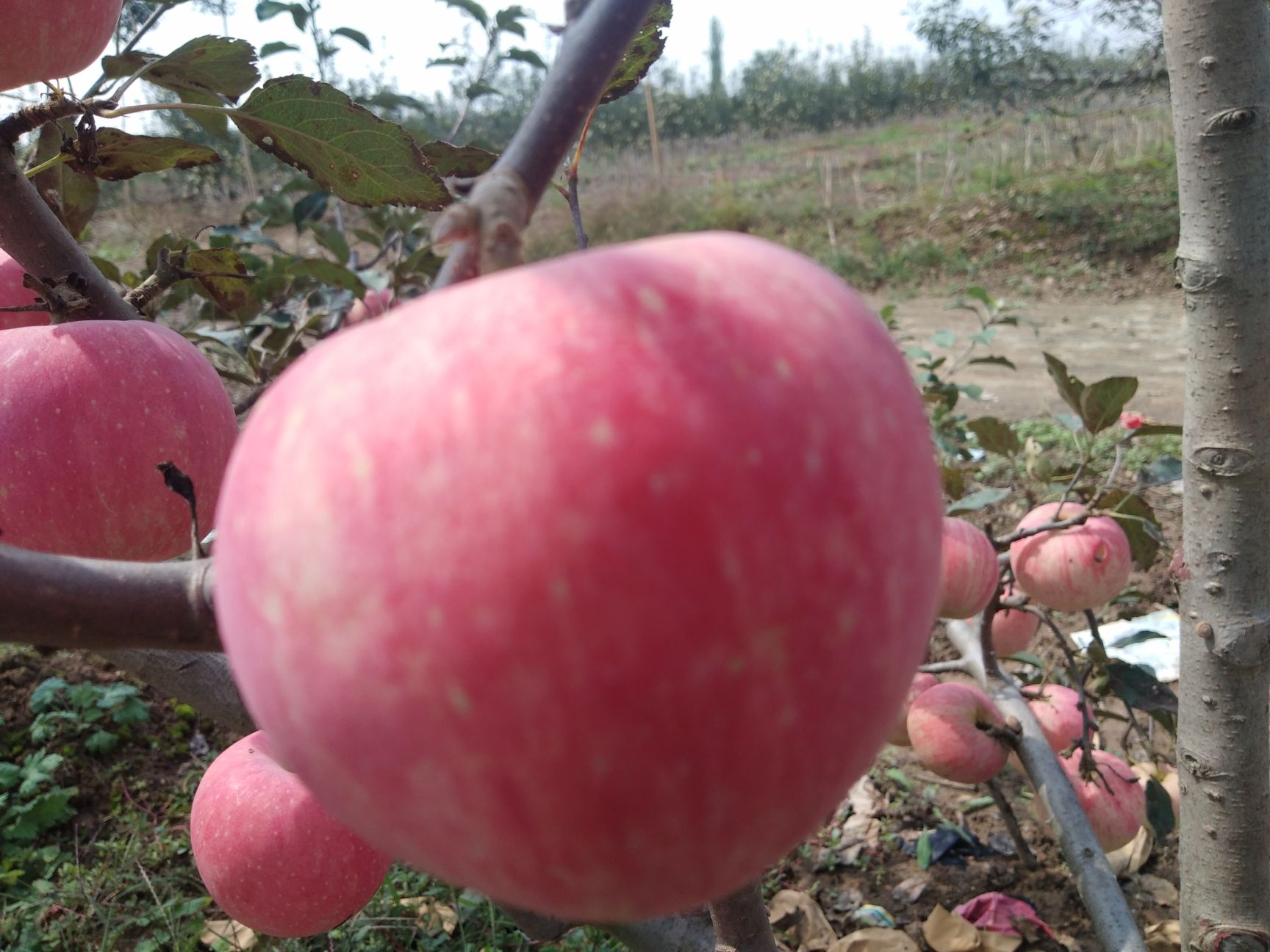 本地大量红富士苹果上市条红片红都有