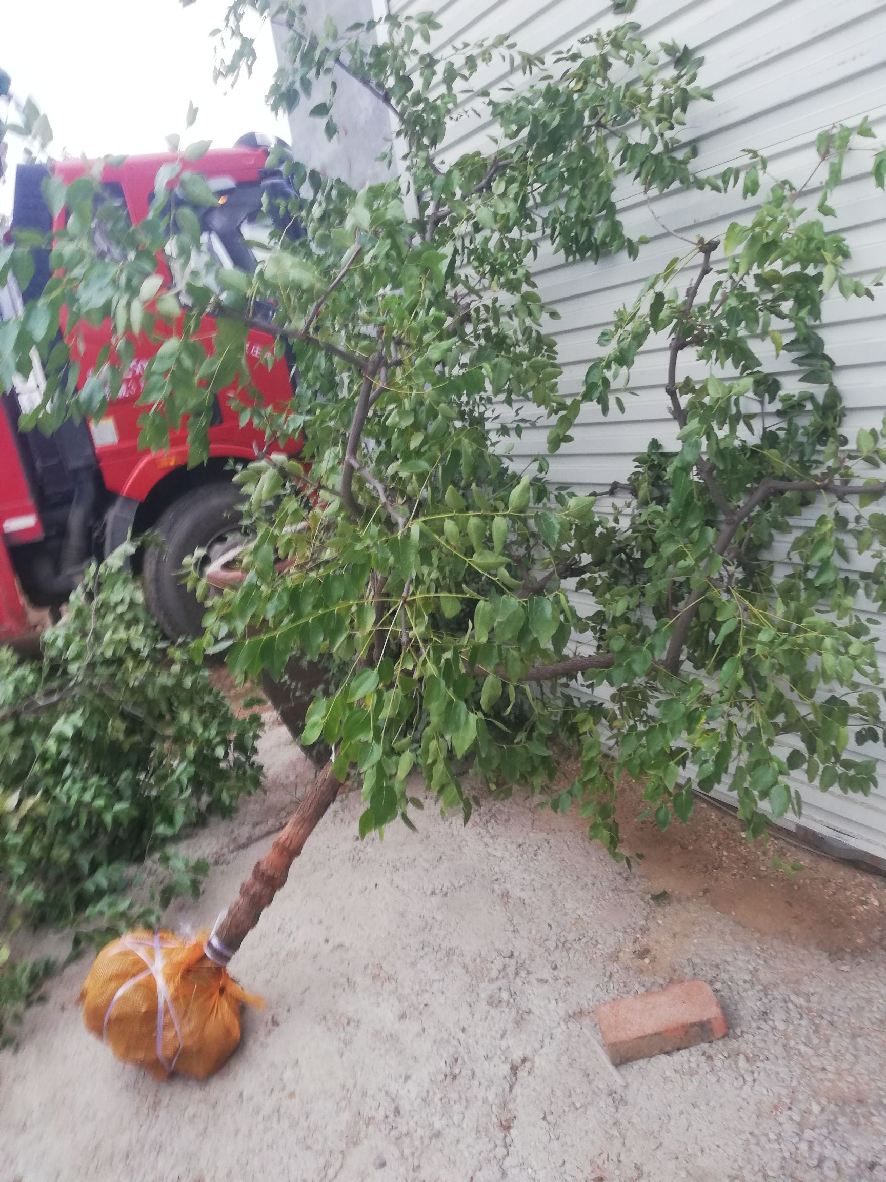 赞皇大枣苗 五六七大枣树，价格优惠树形好