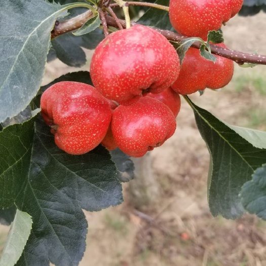 平邑县 沂蒙产区大棉球山楂
