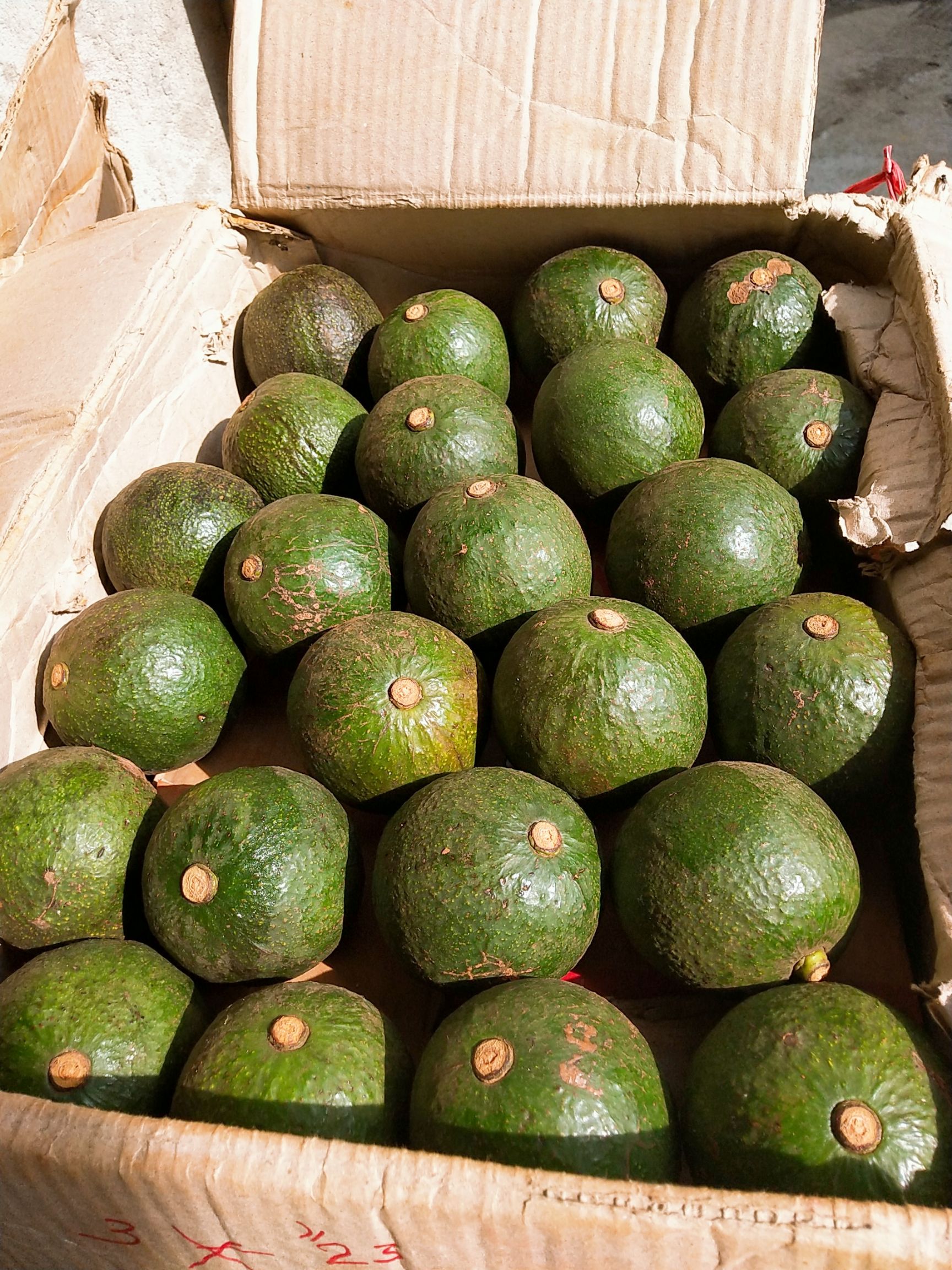  缅甸巨无霸牛油果，种植，无污染，营养价值很高。