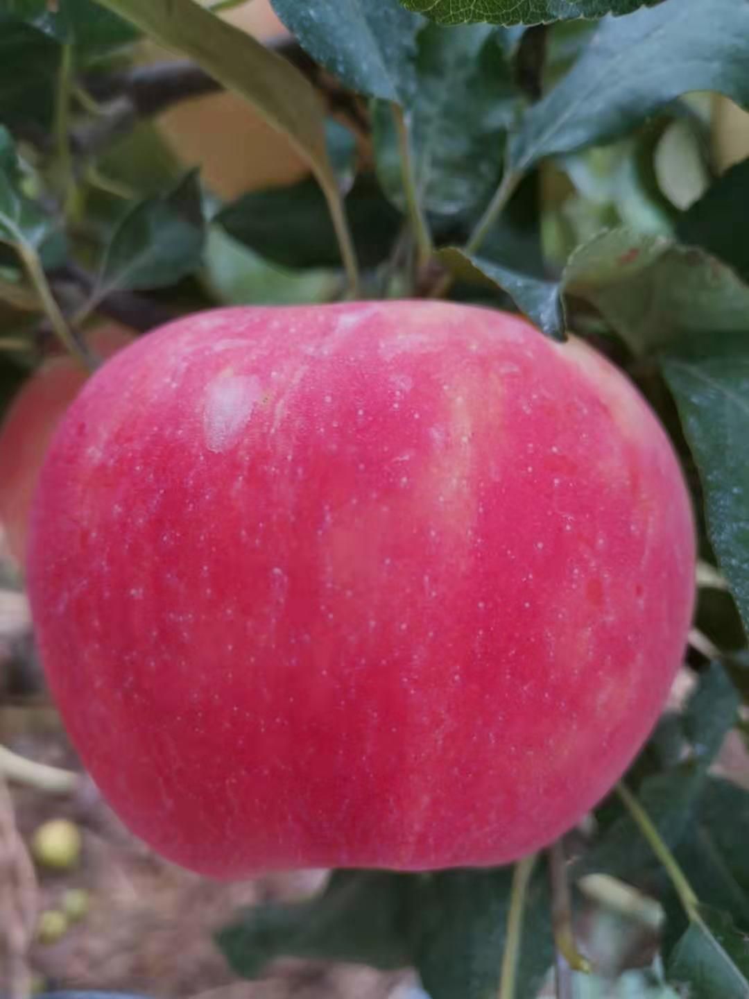 爱非苹果苗  矮化砧木，早熟新鲁立，维纳斯黄金，美国蜜脆，品