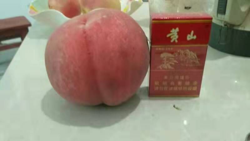 萧县中油9号桃树苗 早熟中桃九号桃苗