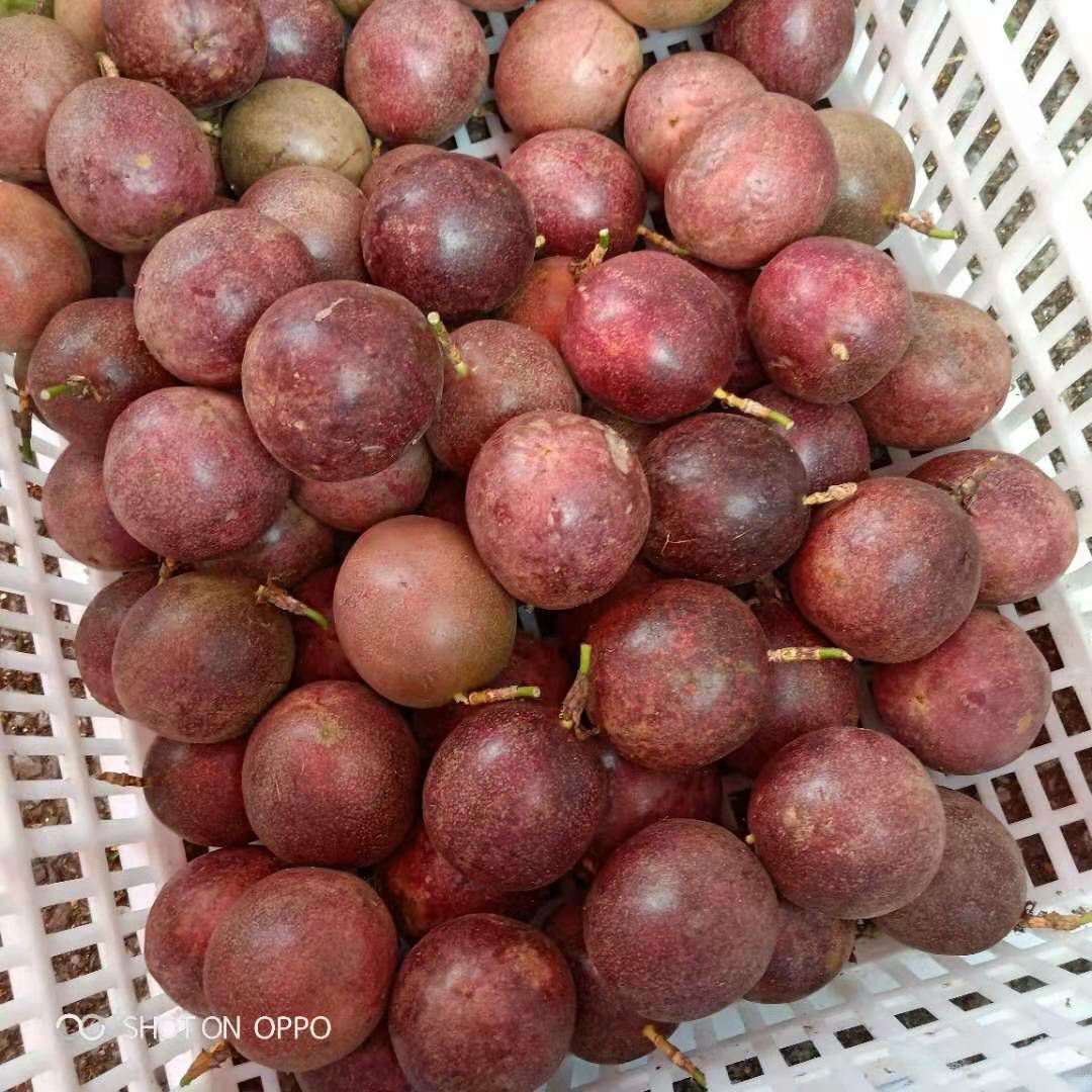 紫香一号百香果 国家扶贫产业！绿色食品