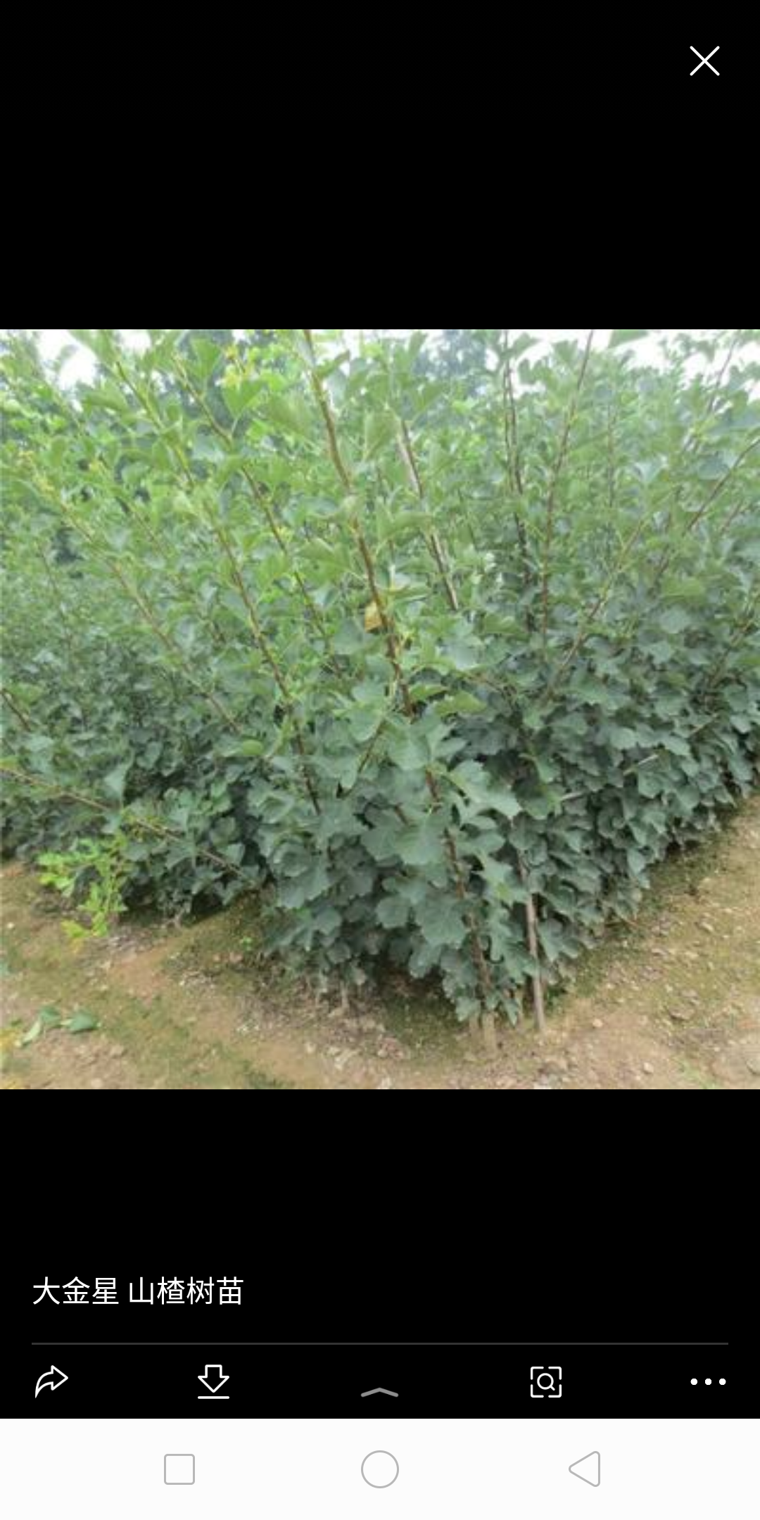  基地直销山楂树苗，包邮包成活提供种植技术