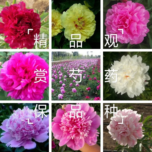 菏泽占地芍药  【爆款推荐】芍药，精品观赏芍药，多层花，保成活，保证质量