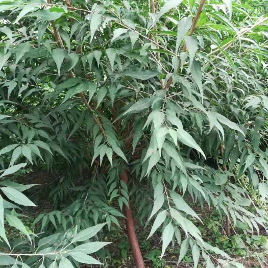 顺平县山桃苗 山桃四个五个的，质量一级