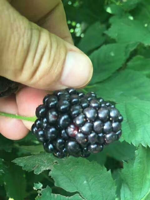  双季树莓苗大量出圃 双季红树莓苗 黄树莓苗 黑树莓苗出售中