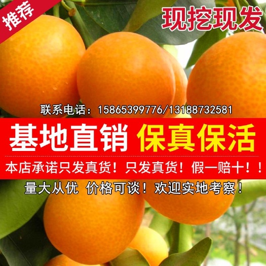 平邑县 脆皮金桔苗 金钱橘 脆皮金桔 嫁接苗 口感好 包成活