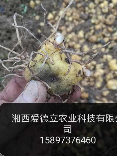 黄精种苗 湖南湘西鸡头黄精种芽