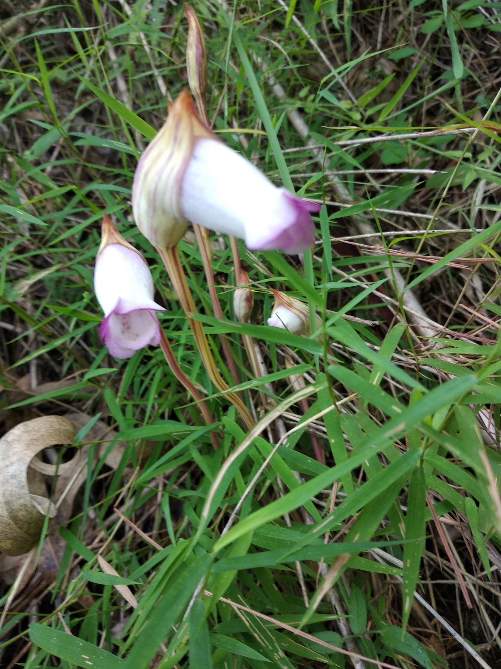  菰